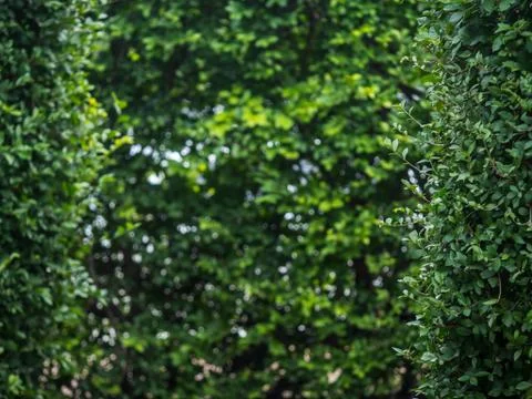 Green tree wall texture for backdrop design and eco wall, Leaves curtain or t Stock-Fotos