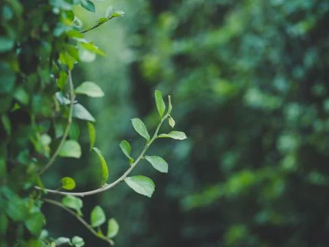 Green tree wall texture for backdrop design and eco wall, Leaves curtain or t Stock Photos