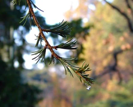 Green tree with water drop Stock Photos