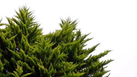 Green Tree with White Background Video stock 229562572