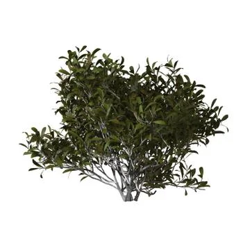 Green tree on a white background. Isolate. Stock Illustration