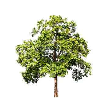 Green tree on white background Stock Photos