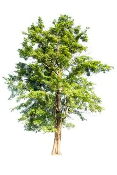 Green tree on white background Stock Photos