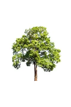 Green tree on white background Stock Photos