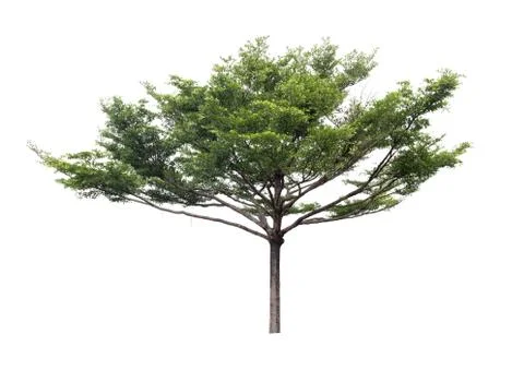 Green tree on white background Stock Photos