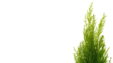Green tree on a white background Foto stock