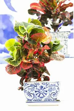 Green Tree in white ceramic pots on the wooden table. Concept at home interio Stock Photos