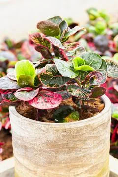 Green Tree in white ceramic pots on the wooden table. Concept at home interio Stock Photos