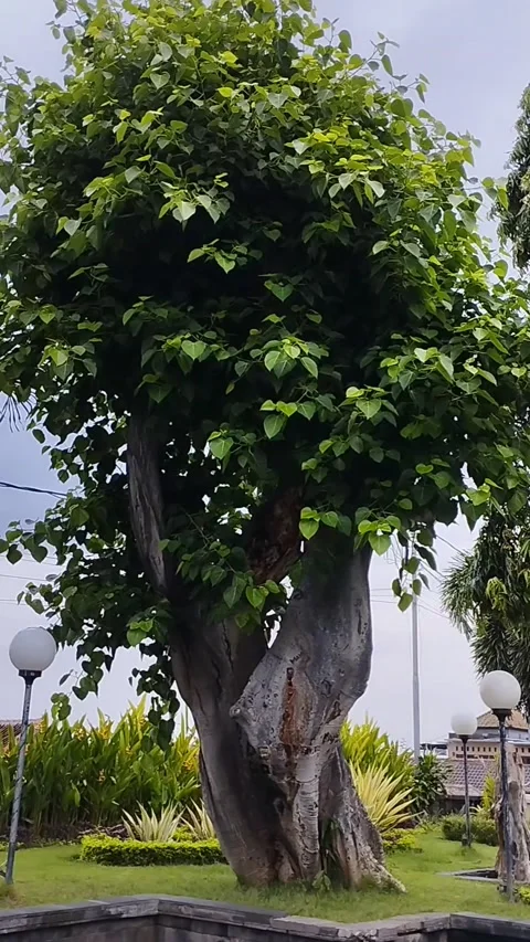 Green tree whose leaves are touched by a gentle breeze Stockbeeldmateriaal 228806769