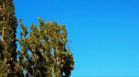 Green Tree In The Wind from Color HDV Stock Footage 570138