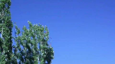 Green Tree In The Wind Video stock 570090