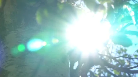 Green tree in a windy day  in summer. Sun in to the eyes Stock Footage 111305323