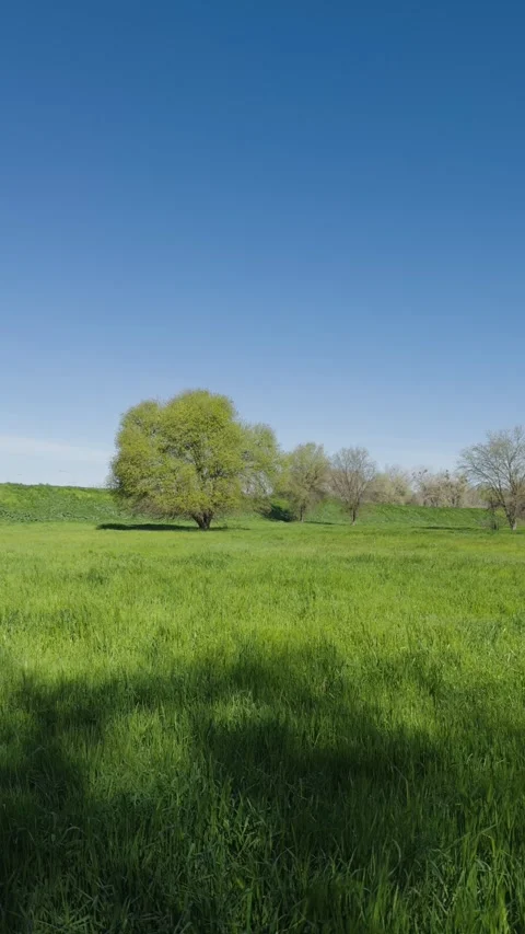 Green tree in a windy field under a clear blue sky Stock Footage 332632426