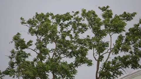 Green tree withstands strong wind in a storm Stock Footage 143260771