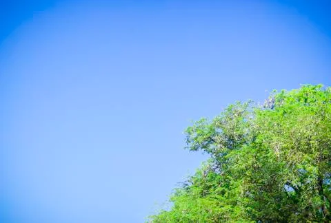 Green tree witn clear blue sky Stock Photos
