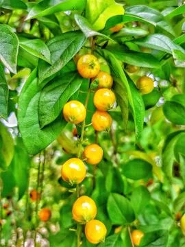 Green tree with yellow seed 스톡 사진