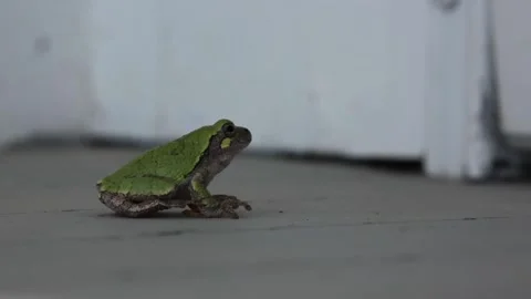 A green treefrog jumps. Video stock 151329124