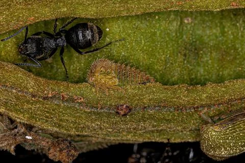 Green Treehopper Nymph Stock Photos