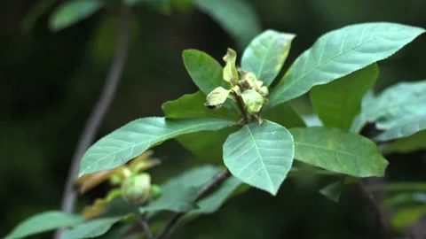 The green trees (1) Stock Footage 146360900