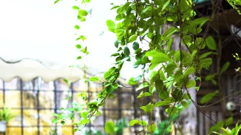 The green trees (10) Stock Footage 146361368