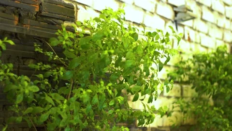 The green trees (11) Stock Footage 146361501