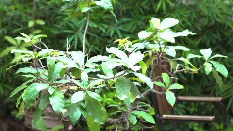 The green trees (12) Stock Footage 146361965