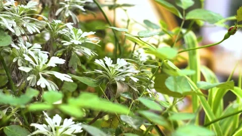 The green trees (13) Stock Footage 146361962