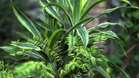 The green trees (14) Stock Footage 146361972