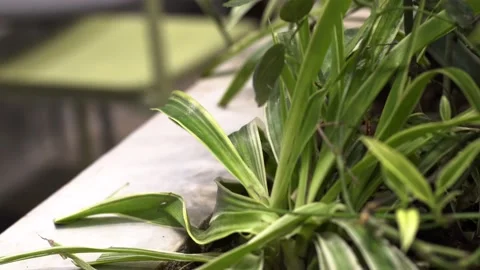 The green trees (16) Stock Footage 146362252