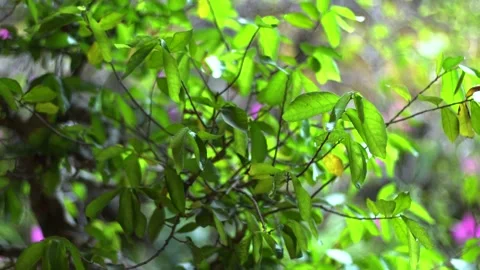 The green trees (17) Stock Footage 146362291