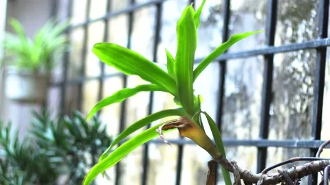 The green trees (18) Stock Footage 146362272