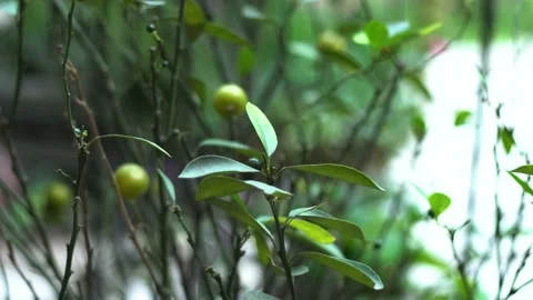 The green trees (19) Stock Footage 146362323