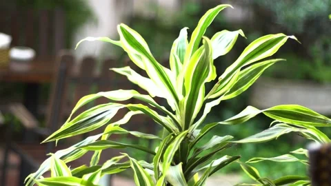 The green trees (2) Stock Footage 146360958