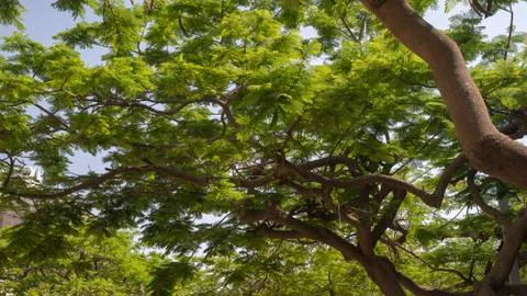 Green Trees #2 Stock Photos