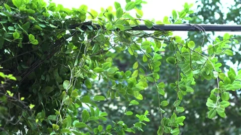 The green trees (20) Stock Footage 146362318