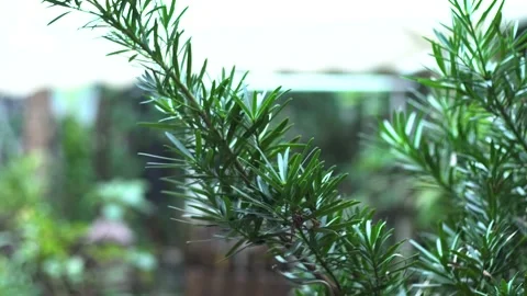 The green trees (21) Stock Footage 146362529