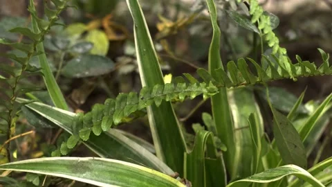 The green trees (22) Stock Footage 146362475