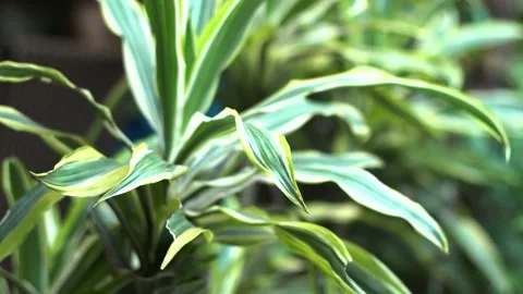 The green trees (23) Stock Footage 146362571