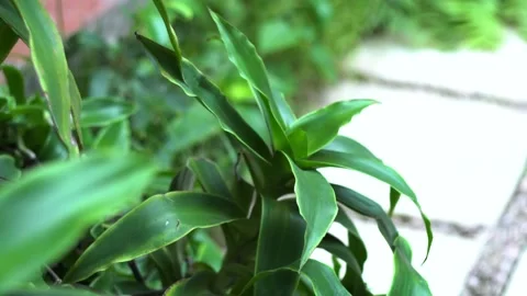 The green trees (24) Stock Footage 146362604