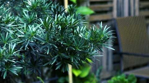 The green trees (3) Stock Footage 146360954