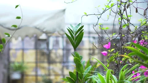 The green trees (4) Stock Footage 146360949