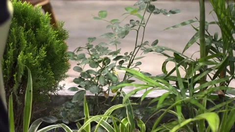 The green trees (5) Stock Footage 146361099