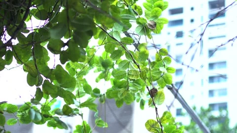 The green trees (6) Stock Footage 146361232