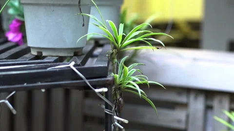 The green trees (7) Stock Footage 146361258