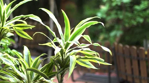 The green trees (9) Stock Footage 146361279