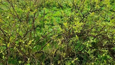 Green trees after the rain Stock Footage 242284117