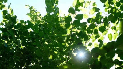 Green Trees Against Blue Sky and Shining Sun. Vacation Nature Concept. Summer Vídeo Stock 111767192