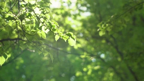 Green Trees Against Blue Sky and Shining Sun. Travel Vacation Nature Concept Stock Footage 131165826