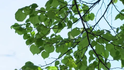 Green Trees Against Blue Sky and Shining Sun. Travel Vacation Nature Concept Stock Footage 131496538