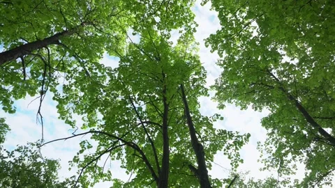 Green Trees Against Blue Sky and Shining Sun. Travel Vacation Nature Concept Stock Footage 131744639